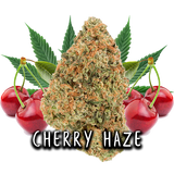 CHERRY HAZE - CBD FLOWERS 3GR