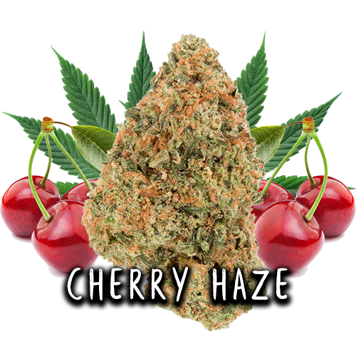 CHERRY HAZE - FLORES CBD 3GR
